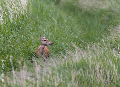 Female Red Deer (Cervus elaphus) in Long Grass © Richard Hadfield