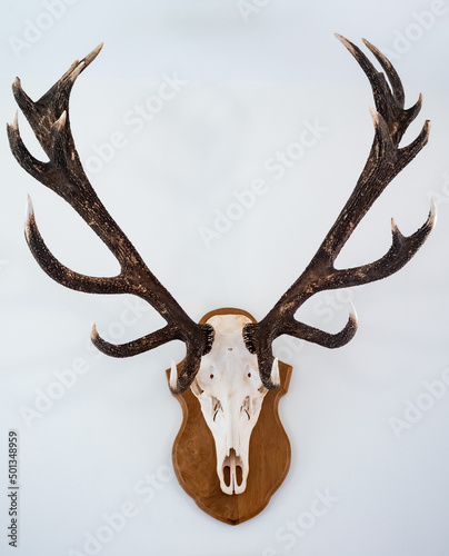 Red deer stag skull and antlers mounted on a white wall background