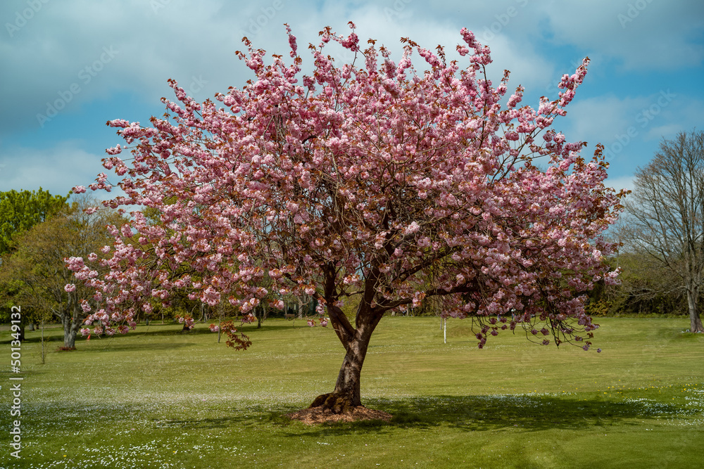 Fototapeta premium Flowering tree of Japanese sakura in a park during spring time.