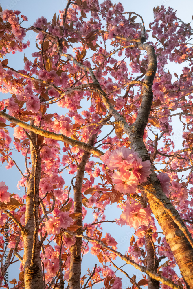 Close up on Beautiful cherry blossom sakura during spring time, Glowing sunset light. Close up on Beautiful cherry blossom sakura during spring time, Glowing sunset light.