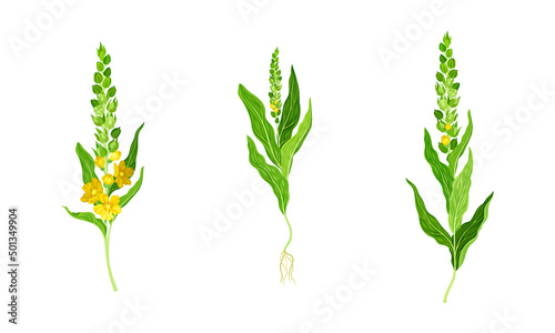 Mullein, verbascum thapsus, medicinal plant set. Meadow herbal plant vector illustration