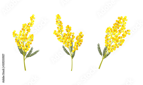 Evergreen Acacia Dealbata or Mimosa plant branches with yellow florets, symbol of spring vector illustration