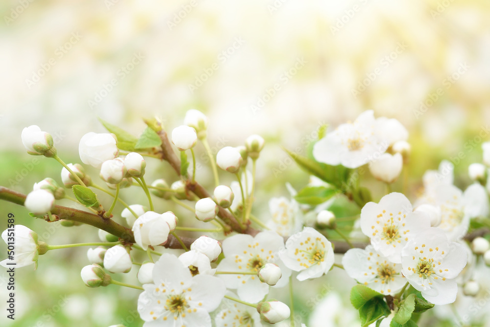 Beautiful branches of blossoming cherries. Beautiful abstract spring background. Copy space