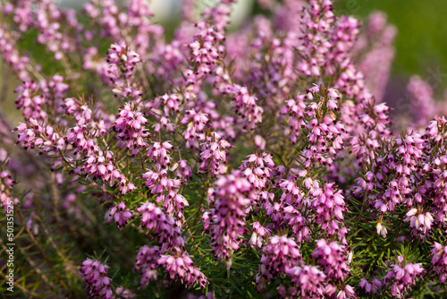 Close up flowering Calluna vulgaris common heather, ling, or simply heather Selective focus of the purple flowers on the field, floral background.