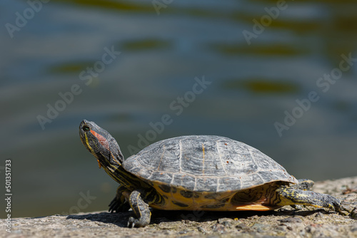 close-up of a turtle that is basking in the sun near the pond