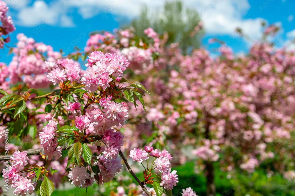 beautiful pink sakura flowers bloom in spring in the park