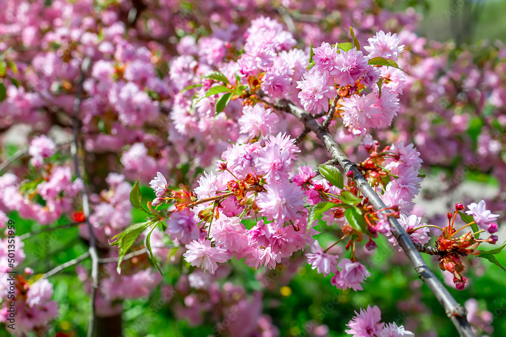 sakura branches with pink flowers in spring in the park