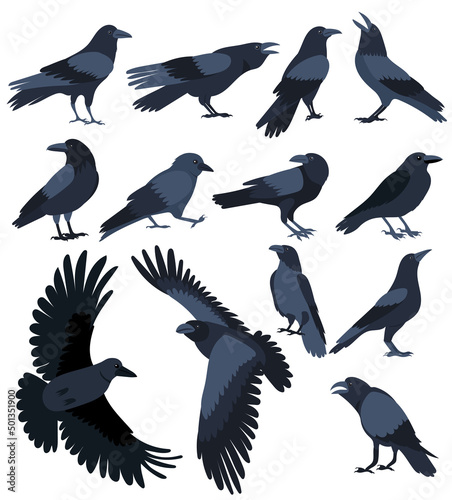 Fototapeta set of crows flat design , isolated on white background, vector