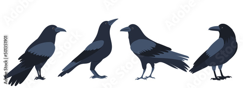 set of crows flat design , isolated on white background