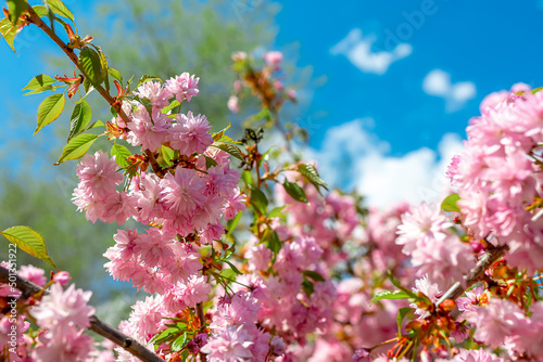 beautiful pink sakura flowers bloom in spring in the park © Roman