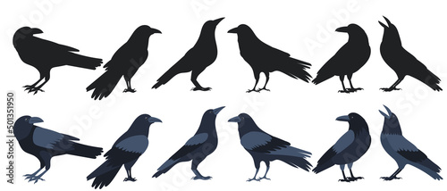Slika na platnu crows silhouette, on white background, isolated, vector