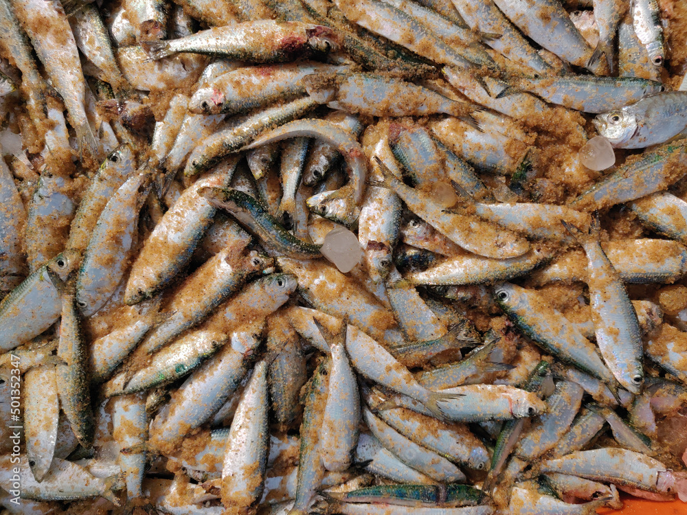 Fresh fish is ready to export Fresh fish is ready to export