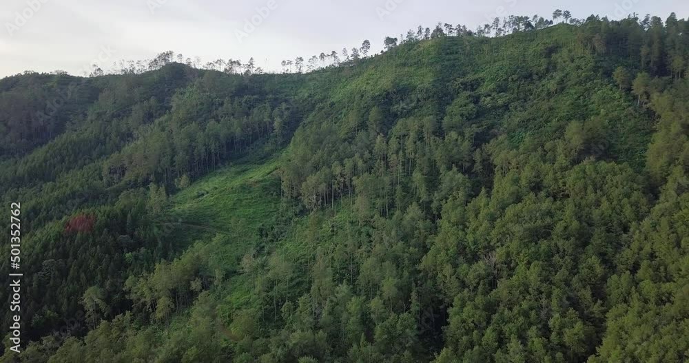 aerial drone view of hill and forest in tropical country Indonesia. variety of plants and vegetation in the wild. Green nature, cool and fresh air, minimal air pollution aerial drone view of hill and forest in tropical country Indonesia. variety of plants and vegetation in the wild. Green nature, cool and fresh air, minimal air pollution