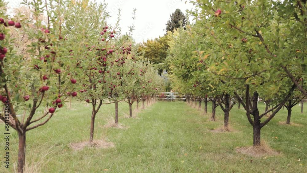 Red Apple Orchard Trees in Rows 1080p 60fps Red Apple Orchard Trees in Rows 1080p 60fps