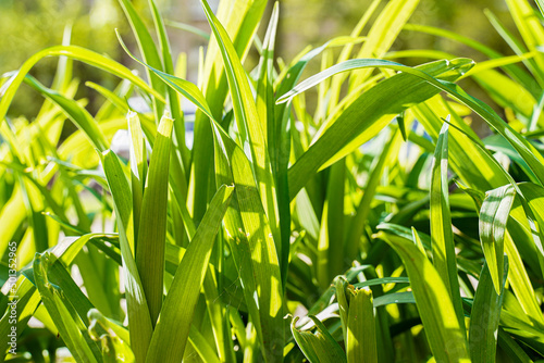 green spring bright grass