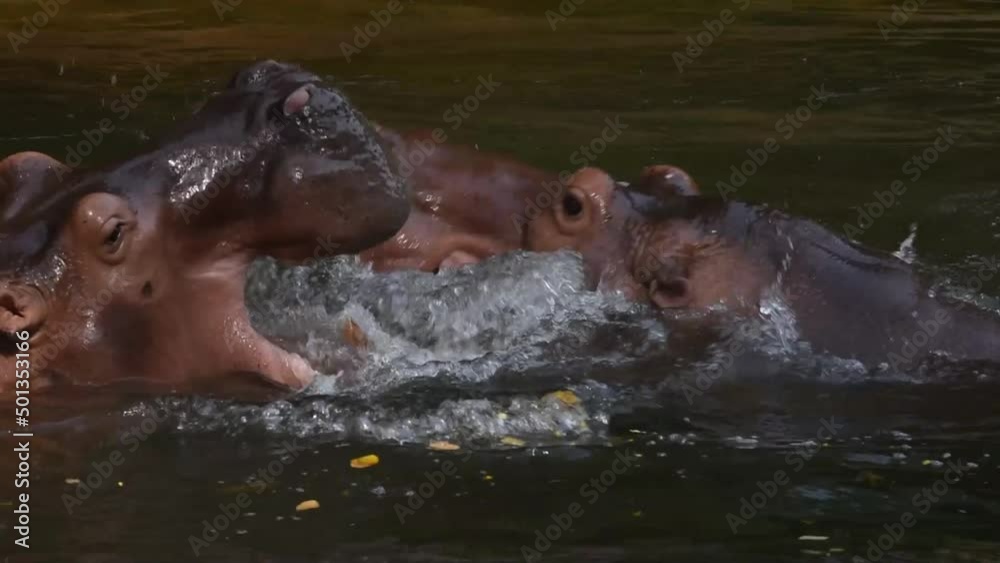 Two hippos bathe in the zoo water merrily. Two hippos bathe in the zoo water merrily.
