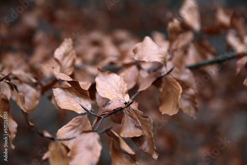 vertrocknete buchen Blätter an einem ast im Herbst