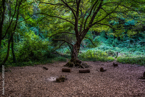 Main tree in Creatio's Woods, Ischia Island