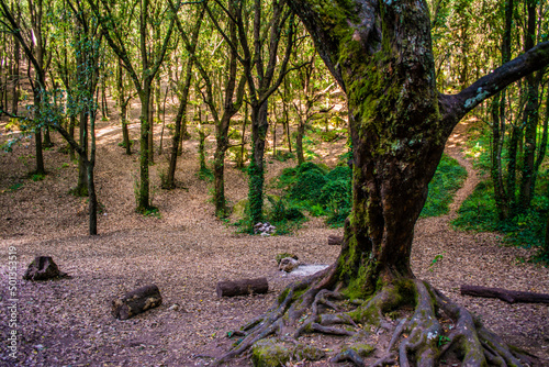 Woods of Cretaio, Ischia Island photo