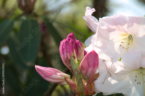 pink magnolia flowers © Vikrant