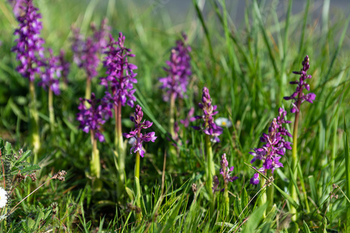 Orchis mascula - Male Orchid - Orchis m  le