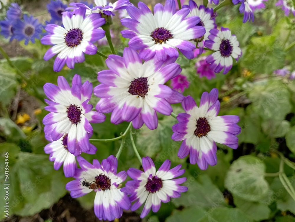 Cinerarias pink flowers in the garden