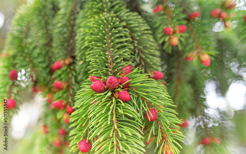 Young cones on a spruce. Spruce flowering in spring.