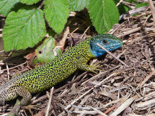 Lacerta schreiberi infested with ticks © Gonzalo