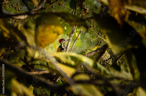 Indian wood pecker