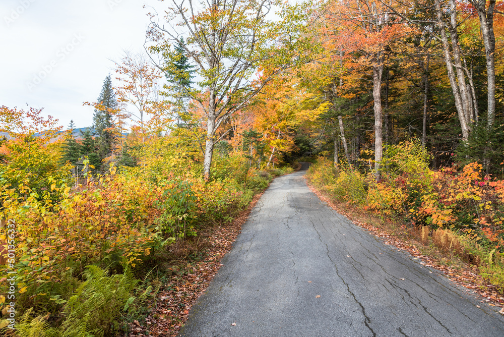 Narrow forest road in the mountains on a cloudy autumn day. Stunning fall foliage.