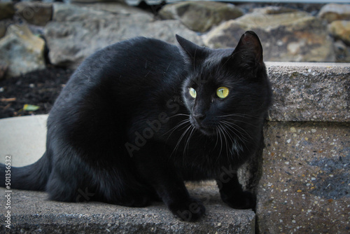 Black Cat © Niccole