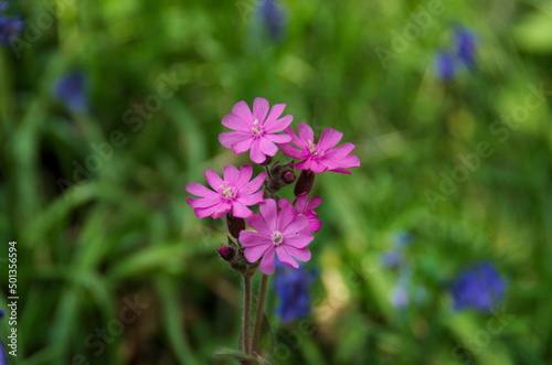 purple flowers in the garden