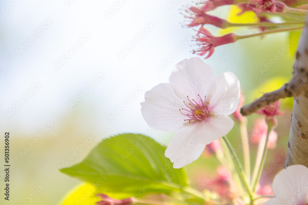 春の終わりの葉桜 Sakura in the middle of falling flowers and growing leaves, cherry blossoms at the end of spring 春の終わりの葉桜 Sakura in the middle of falling flowers and growing leaves, cherry blossoms at the end of spring