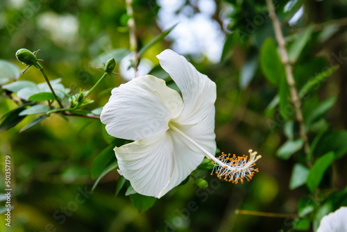 White flower blossoming