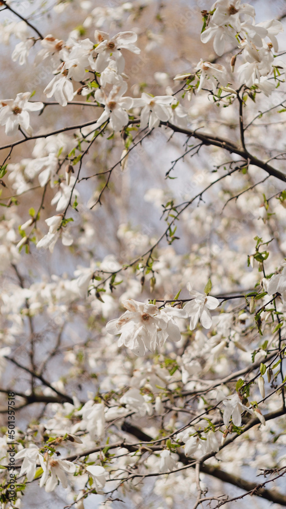 Magnolia gwiaździsta