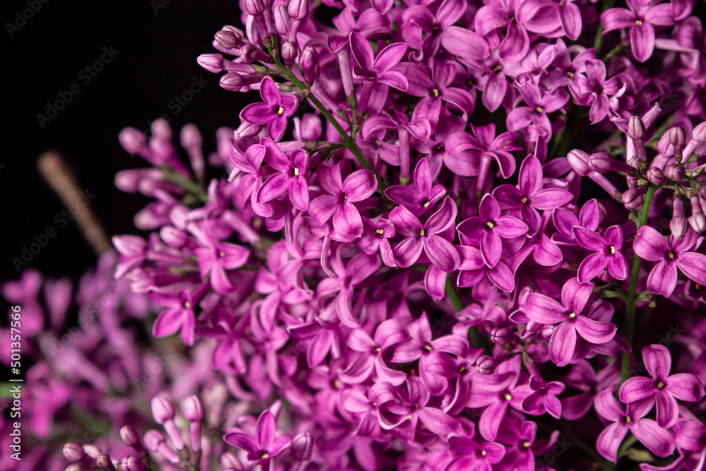 Fototapeta premium Lilac on a black background. Spring purple flowers. Lilac flowers close up