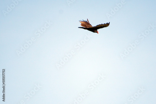 Turkey Vulture  Cathartes aura  in flight in Canoa  Ecuador