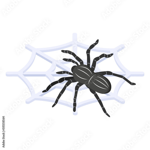 Spider Web 