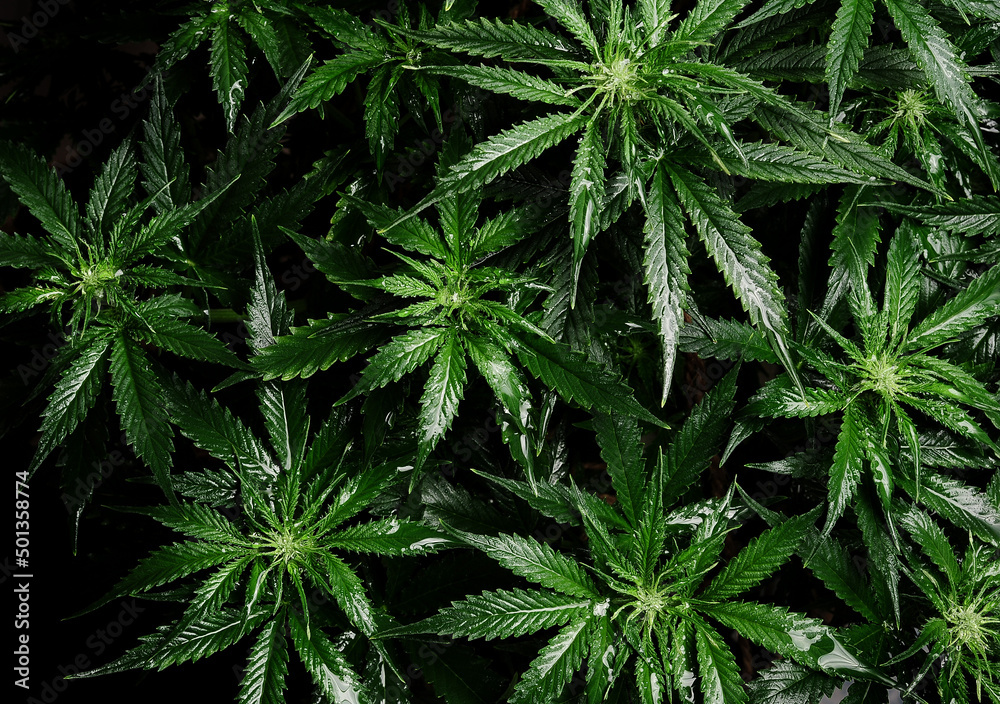 Cannabis bush close up. Layout of fresh wet marijuana leaves, watering weed plant, top view. Hemp recreation, growing concept. Cannabis bush close up. Layout of fresh wet marijuana leaves, watering weed plant, top view. Hemp recreation, growing concept.