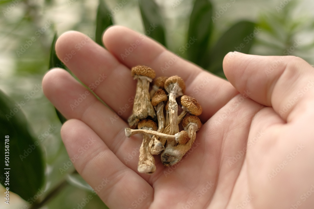 Psilocybin mushrooms in man's hand, macro view. Psychedelic magic trip. Dry edible mushrooms Golden Teacher. Medical usage. Micro dosing concept.