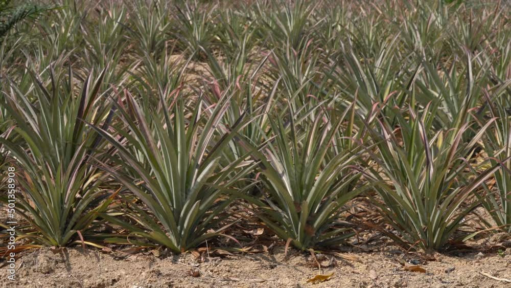 Pineapple Plants Growing At The Farm In Thailand On A Sunny Day. static Pineapple Plants Growing At The Farm In Thailand On A Sunny Day. static