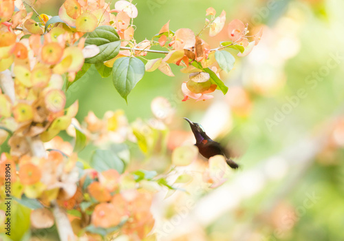 Van Hasselt’s Sunbird