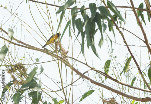 Asian Golden Weaver