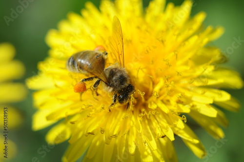 bee on flower © Aleksey