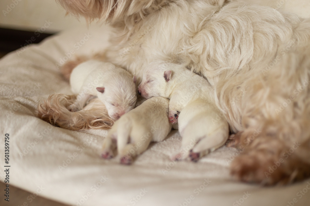 Dog West Highland White Terrier mom feeds his newborn puppies with milk
Dog West Highland White Terrier mom feeds his newborn puppies with milk