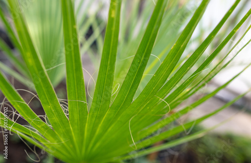 Green leaves on a palm plant.