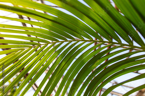 Green leaves on a palm plant.