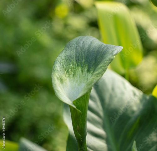 Flower on an ornamental herbaceous plant. Nature photo