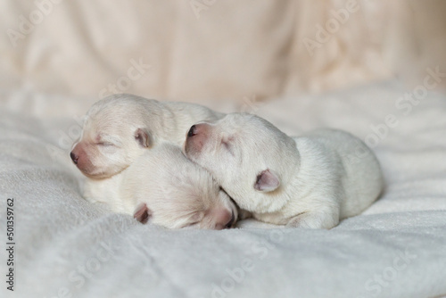 Newborn puppies West Highland White Terrier on a white blanket.