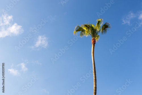 one lone tall palm tree on blue sky blackground